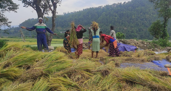 चैते धान झार्दै तनहुँका किसान